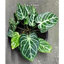 Anthurium Crystallinum (cultivar)  8 cm pot