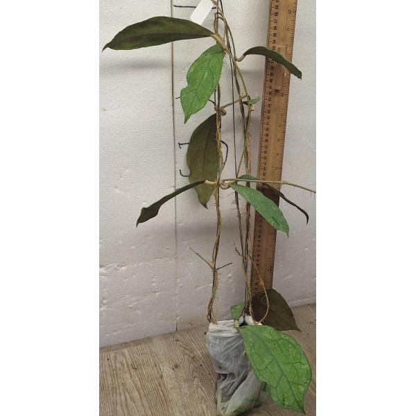 Хойя сп. перак (Мишка Тедди) красная корона / hoya sp perak (teddy bear) red corona