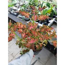Coleus 3