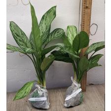 Аглаонема Рич номер 3 /  Aglaonema Rich no.3 A-67