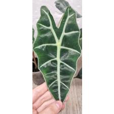 Алоказия Полли / Alocasia Polly (S)