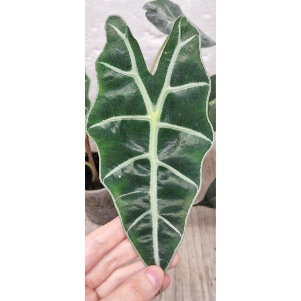 Алоказия Полли / Alocasia Polly (S)