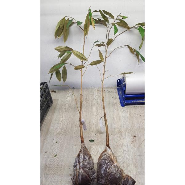 Дуриан цибетиновый "Мусанг Кинг" (Малазия)(Привитый) / Durio zibethinus 'Musang King' (Malaysia) (grafted)