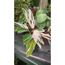 Calathea Stromanthe sanguinea 'Triostar
