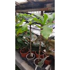 Ficus pseudopalma 403