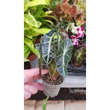 Alocasia compact 6 cm pot 13,04,22