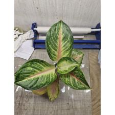 Aglaonema P-25 Baby Pink