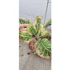 Codiaeum A37 Pink Diamond