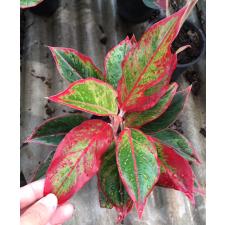 Aglaonema Siam Aurora (Red)100