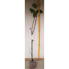 Psidium guajava 'Paen See Thong' (green leaf) 276