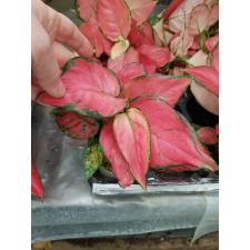 Aglaonema modestum Schott  2.5"
