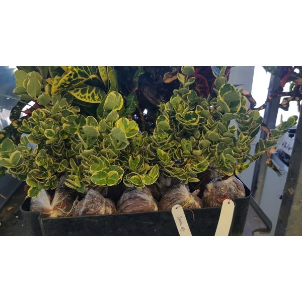 Карисса крупноцветковая варегатная / Carissa grandiflora variegata