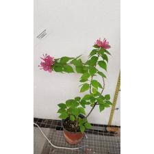 bugenvilija dwarf pot