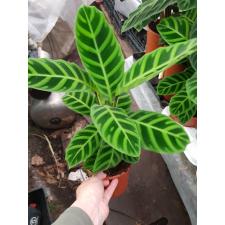Calathea Zebrina 14 cm pot