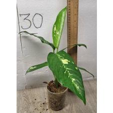 Dieffenbachia seguine Aurora