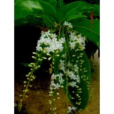 Citharexylum spinosum 8 см pot