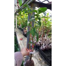 Brunfelsia mire 240