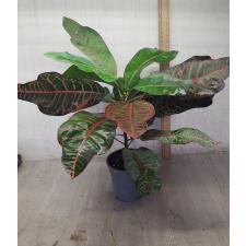 Codiaeum Tri Noosara 79 (L)