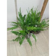 Asplenium cv. Kenzoi 