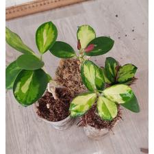 Hoya Australis lisa  5 cm pot 350р