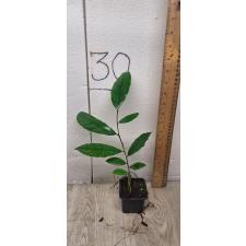 Ficus sp.(T19) Southern Thailand (S)