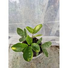 Zamioculcas zamifolia short leaf ss 1.5"