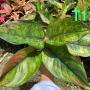 Aglaonema T12 ( L) Heng Heng