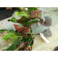 Codiaeum Tha Pra Pinklao 180