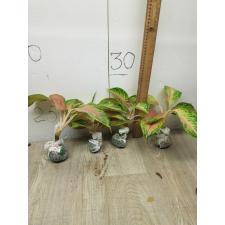 Aglaonema LukBay Pink A-22