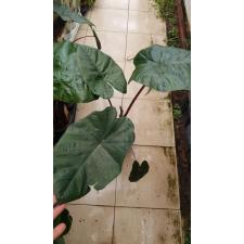 Alocasia Saraw. ''ucatan Princess'
