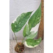 Epipremnum pinnatum (white variegated) 