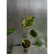 Monstera - Aurea (Yellow variegated) S стакан Д