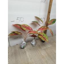 Aglaonema Lainamtong A-52