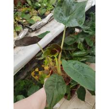 Alocasia Wentii 12 cm pot