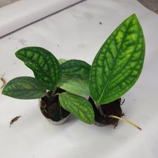 Monstera karstenianum pot