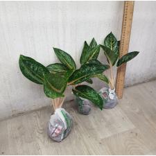 Aglaonema Indiana King A-30