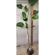 Фикус бенгальский вариация "Кришнае" / Ficus benghalensis var. Krishnae