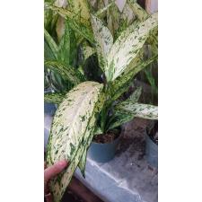 Dieffenbachia 'vesuvius' 19 cm pot 65 h