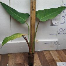 Филодендрон сп.(Т02) / Philodendron sp.(T02)