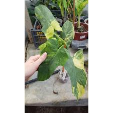 Philodendron Violin variegated (L)