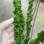 Microsorum punctatum cv. Twisted Dwarf (mutation).