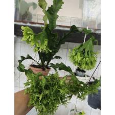 Microsorum ‘Sabud Chor’ 167