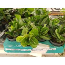 Calathea Roseopicta Green 400р 6 cm pot
