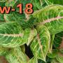 Aglaonema NEW18 Duang pa rich