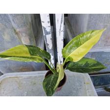 Philodendron - Green congo variegated pot 3800р