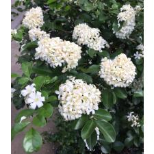 Murraya paniculata 'Snowball' (oval leaf) 177