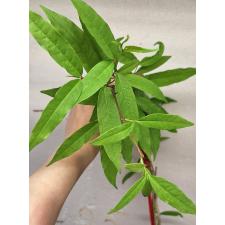 Аганосма маргината №2 (восковой лист) / Aganosma marginata No.2 (wax leaf) 2