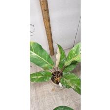 Anthurium variegated sp 2