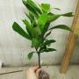 Ixora odorata
