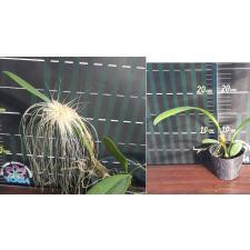 Бульбофиллум медуза / Bulb. medusae